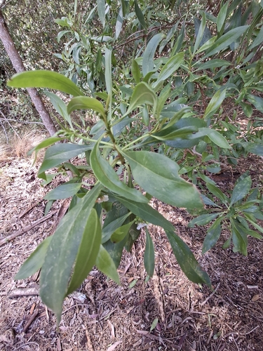 Myoporum acuminatum observed 2026-09-28