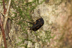Psepholax dentipes