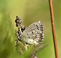 Celastrina lucia