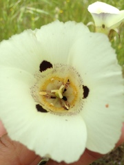 Calochortus superbus