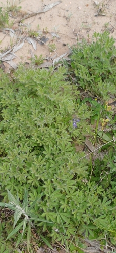 Lupinus bracteolaris