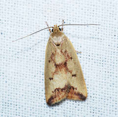 Ageletha elaeodes