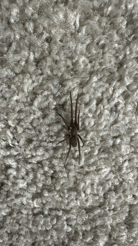 Southern House Spider