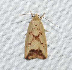 Ageletha elaeodes