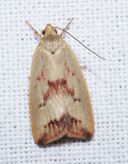 Ageletha elaeodes