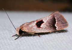 Acanthodela erythrosema