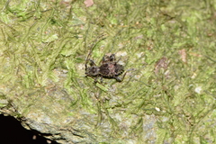 Neohoplonotus spiniferus