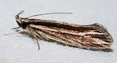 Pytinaea schistopa
