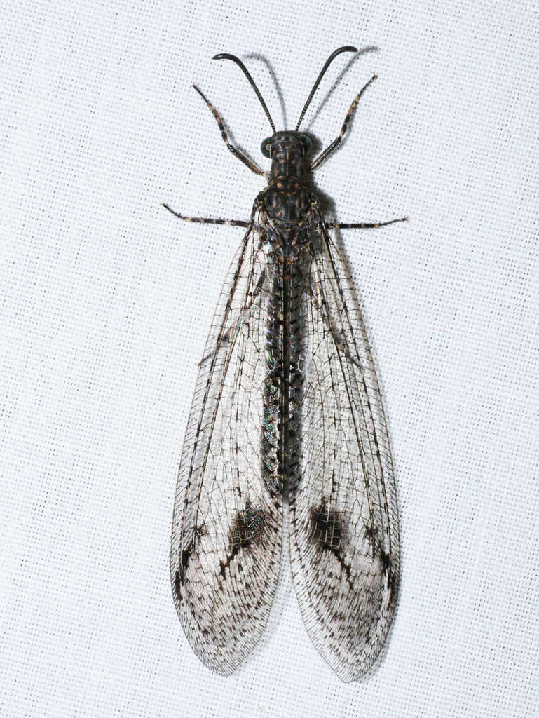 Austrogymnocnemia bipunctata