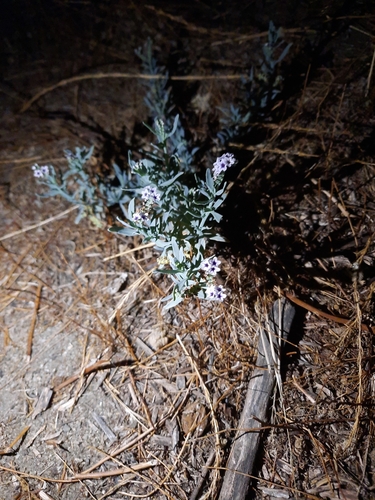 alkali heliotrope