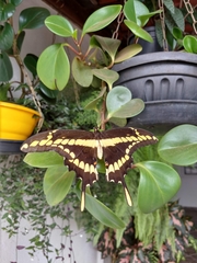 Heraclides thoas