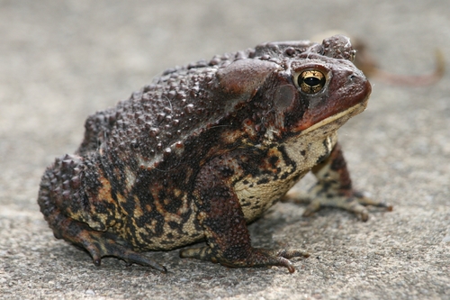 American Toad