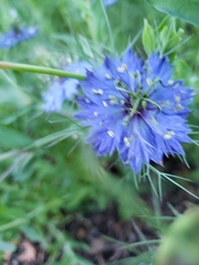 Nigella damascena