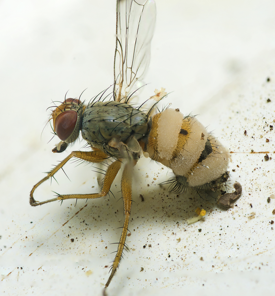 Entomophthoromycota