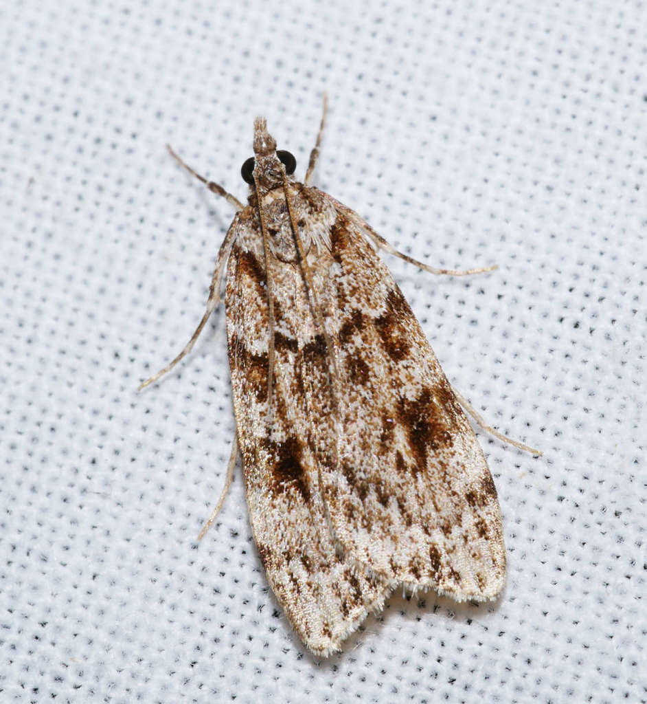 Scoparia emmetropis