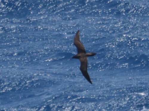 Puffinus pacificus observed 2026-09-27