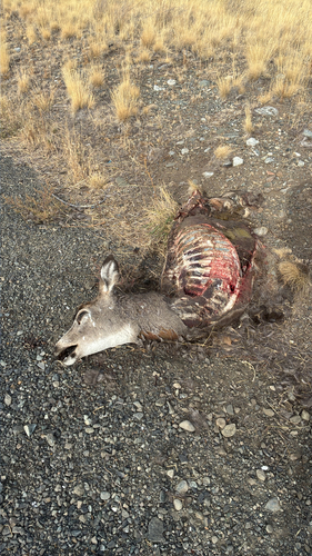 Mule Deer