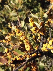 Cerococcus quercus
