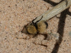 Dasymutilla arenivaga