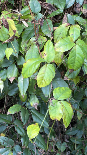 Tetrastigma dentatum observed 2026-09-28