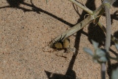 Dasymutilla arenivaga