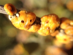 Cerococcus quercus