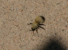 Dasymutilla arenivaga