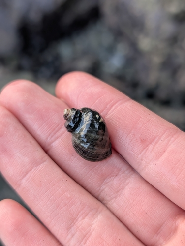 Nucella emarginata observed 2026-09-27