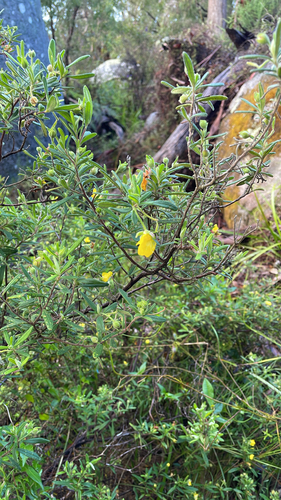 Hibbertia furfuracea observed 2026-09-28