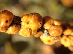 Cerococcus quercus