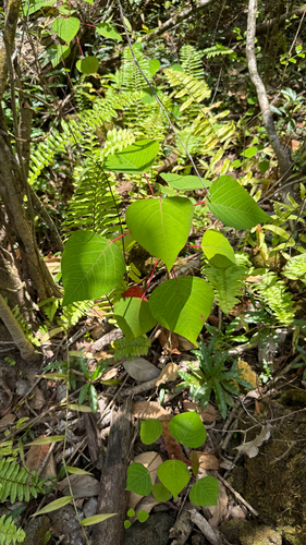 Homalanthus populifolius observed 2026-06-22