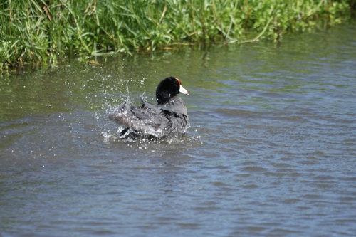 Fulica alai observed 2026-09-27
