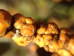 Cerococcus quercus