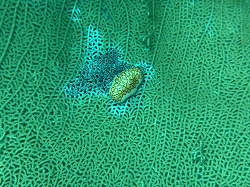 Cyphoma observed 2026-09-27