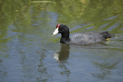 Fulica alai observed 2026-09-27