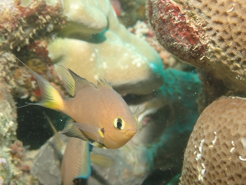 Chromis atripes observed 2026-09-28