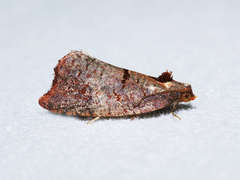 Glyphidoptera insignana