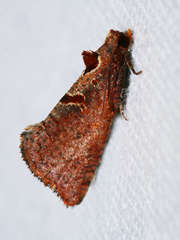 Glyphidoptera insignana