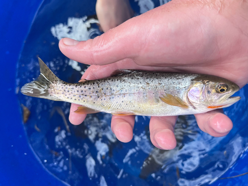 Rocky Mountain Cutthroat Trout