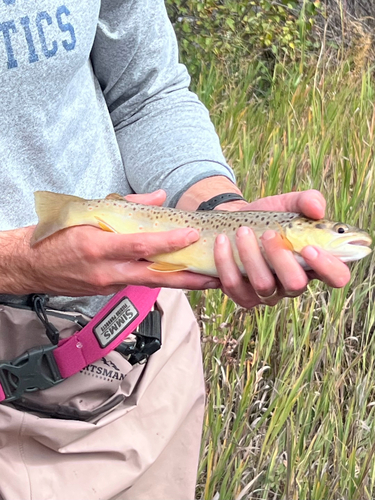 Brown Trout