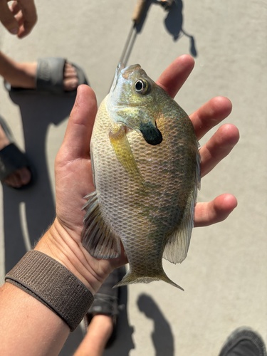 Bluegill
