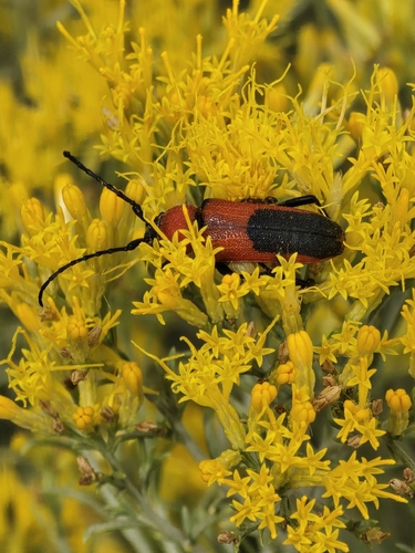 Red and Black Long-horned Beetle