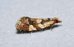 Euphona euphona