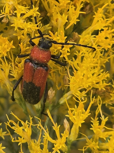 Red and Black Long-horned Beetle
