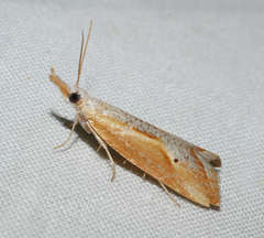 Arotrophora arcuatalis