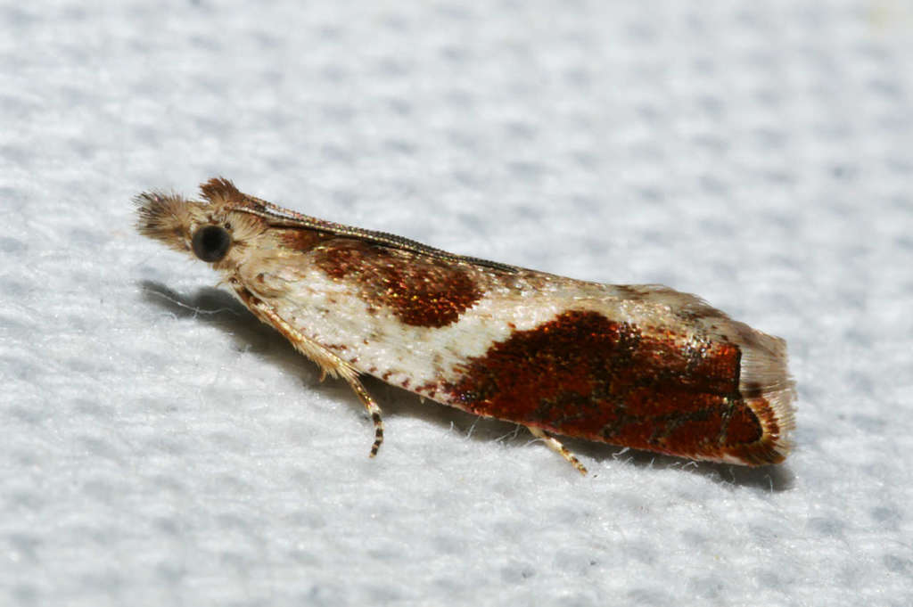 Ancylis phileris