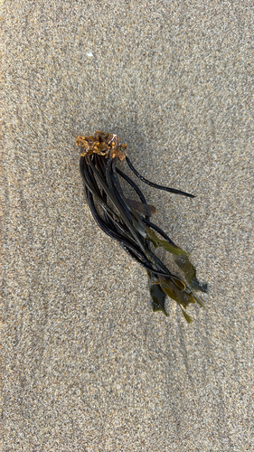 Laminaria sinclairii observed 2026-08-28