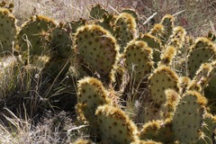 Opuntia chlorotica