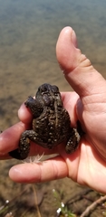 Anaxyrus americanus