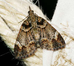Microdes diplodonta